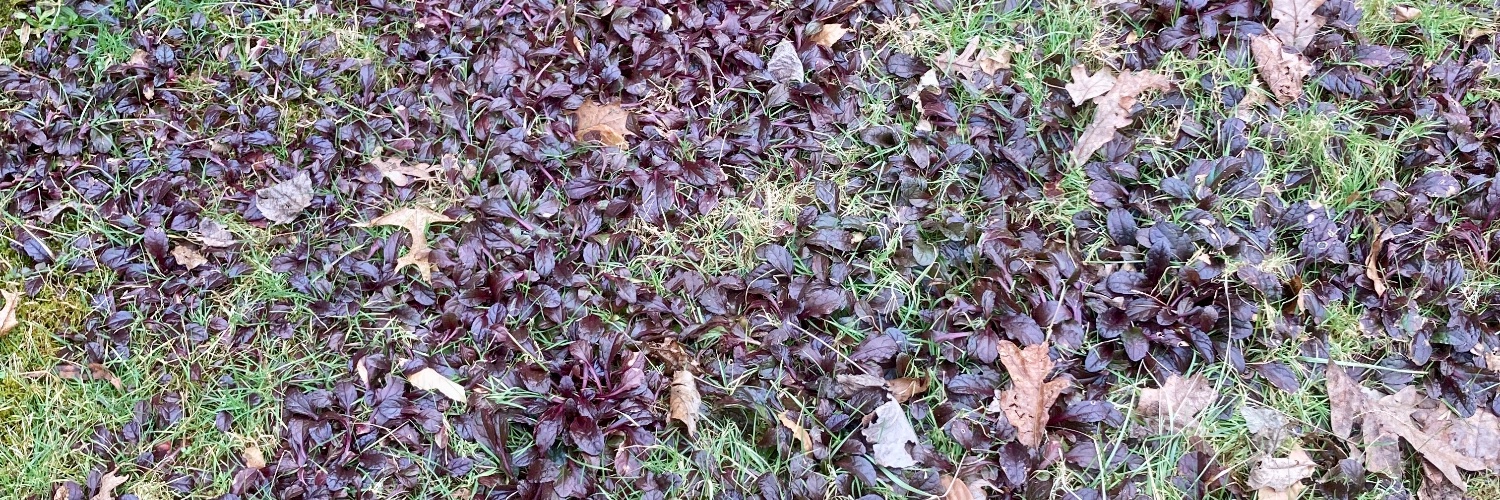 Nath_n Rucker banner