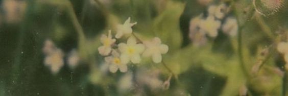 dreamcall1ng's profile banner image