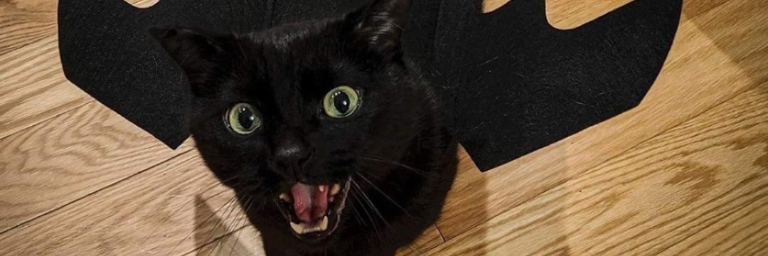 Themandyblack's profile banner image