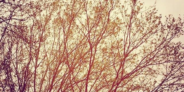 rohit_garlapati's profile banner image