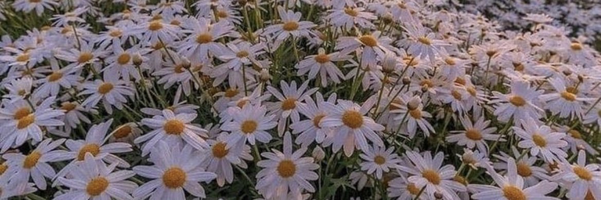 bertliya's profile banner image