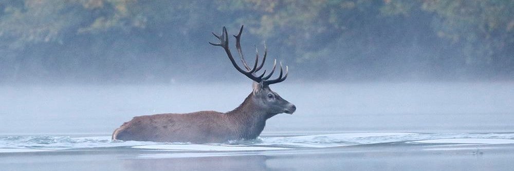 natius777's profile banner image