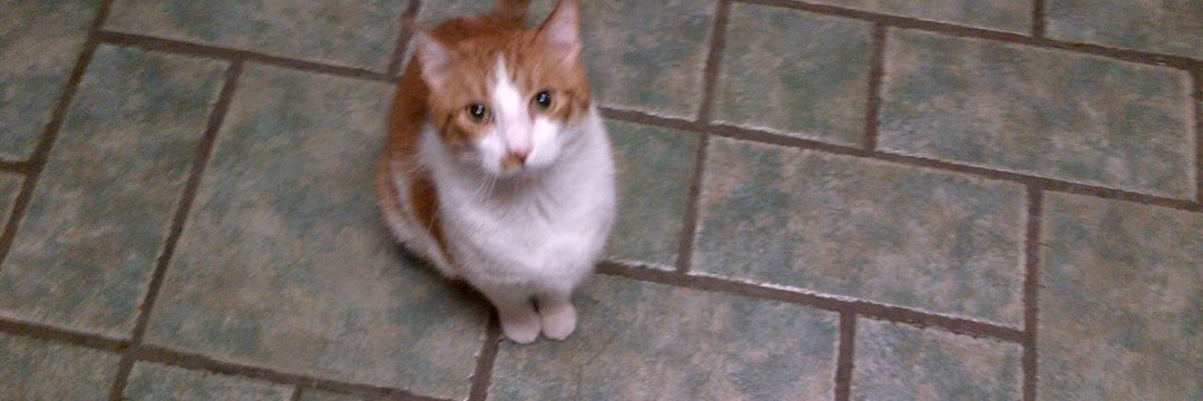 🎈Deean Brooks🥥💟🥑🧡🥕💛 banner