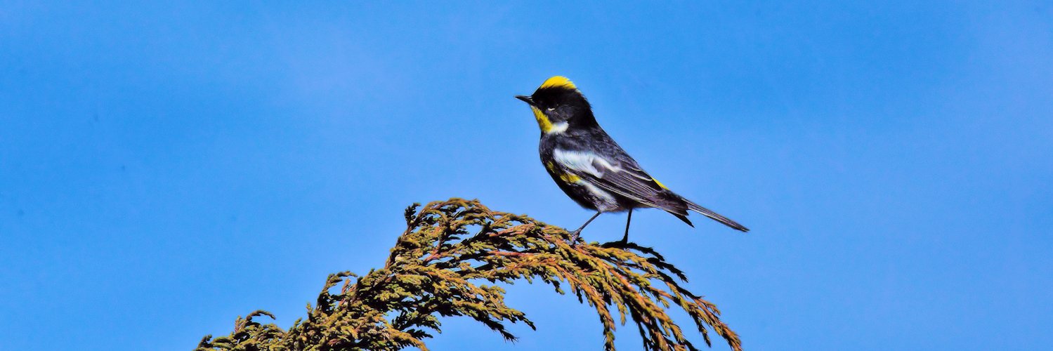 birding_tours's profile banner image