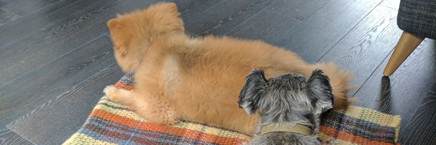spitzschnauzer's profile banner image