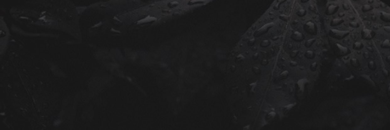 Mittiboy banner