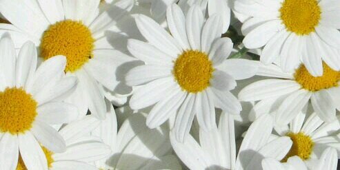 rachelwals_'s profile banner image