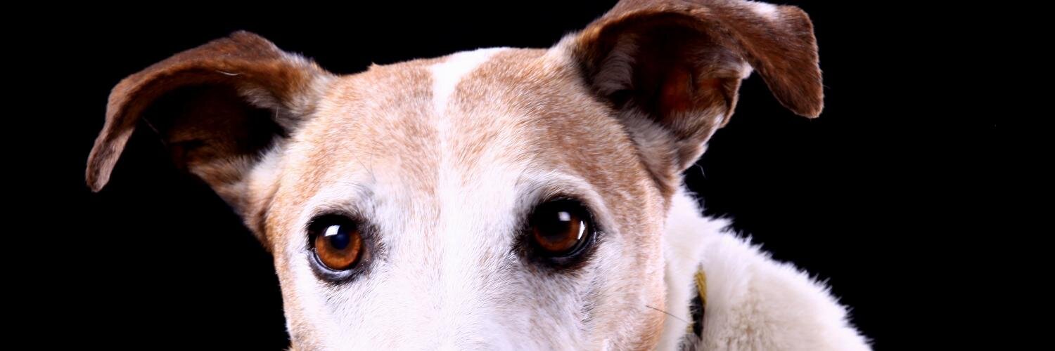 Tierschutzverein München e.V. banner