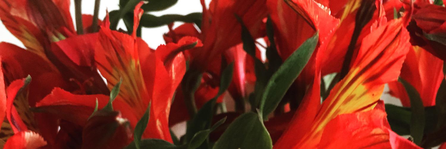 JennaBatorski's profile banner image