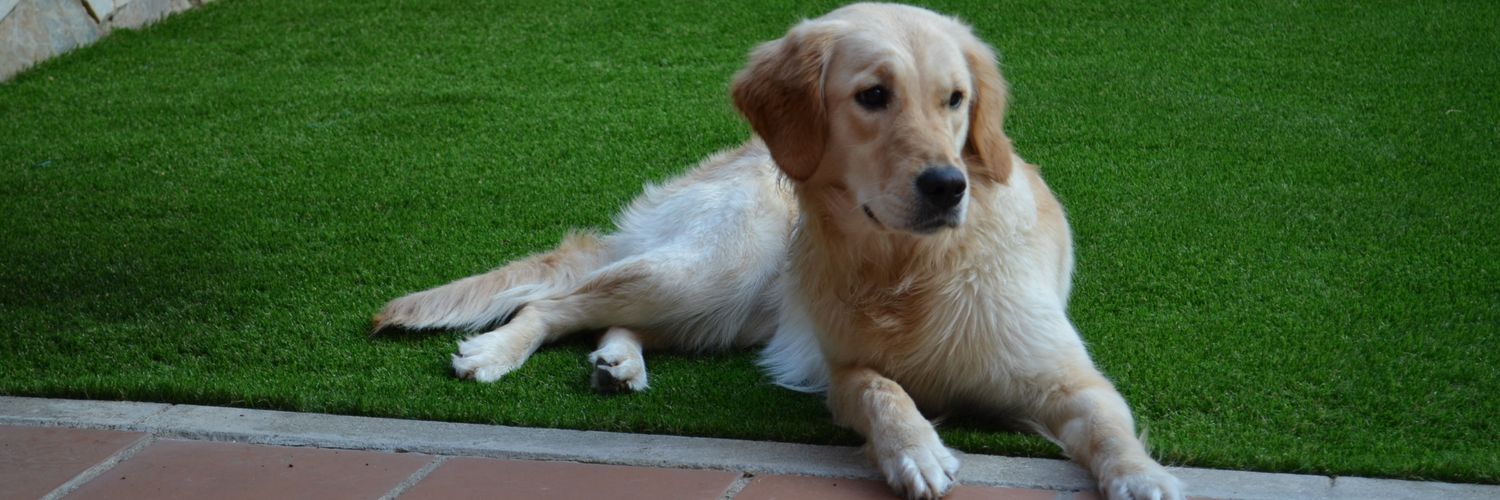 Caroltulina2's profile banner image