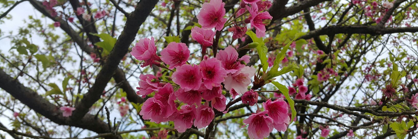 Maxinn Marticio banner