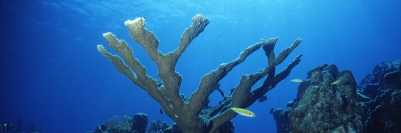 Iain Macdonald banner