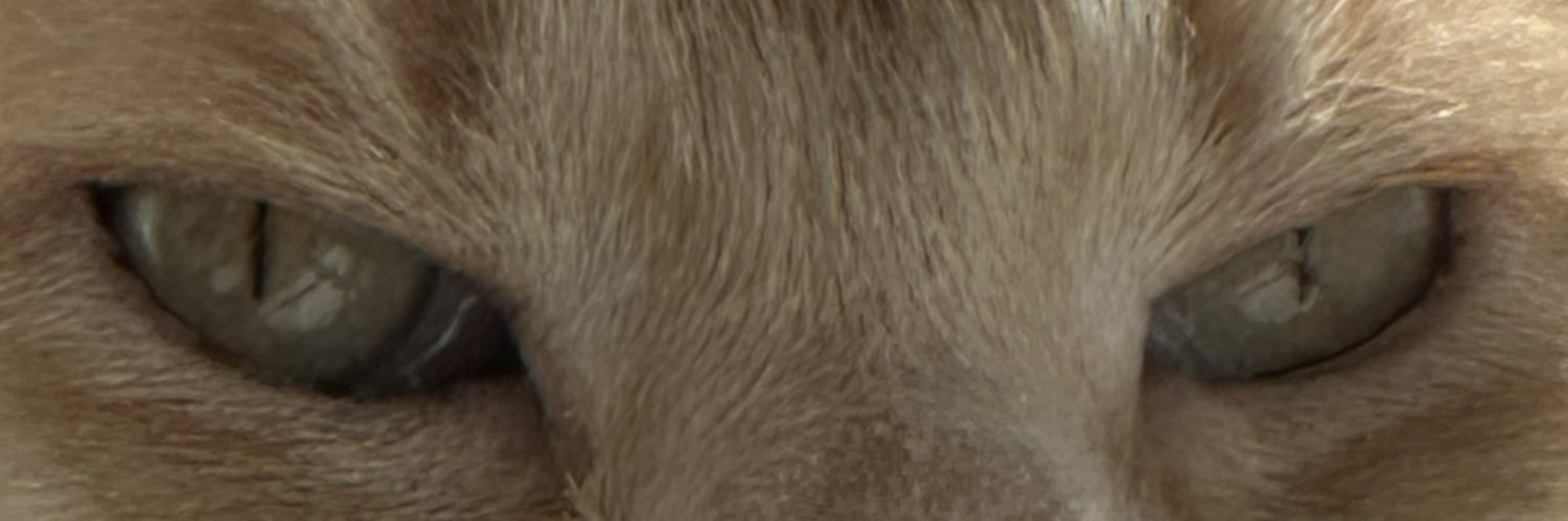donna1harding's profile banner image