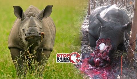 StopRhinoPoach's profile banner image