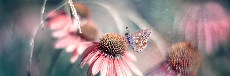 Gayle Vaughn banner