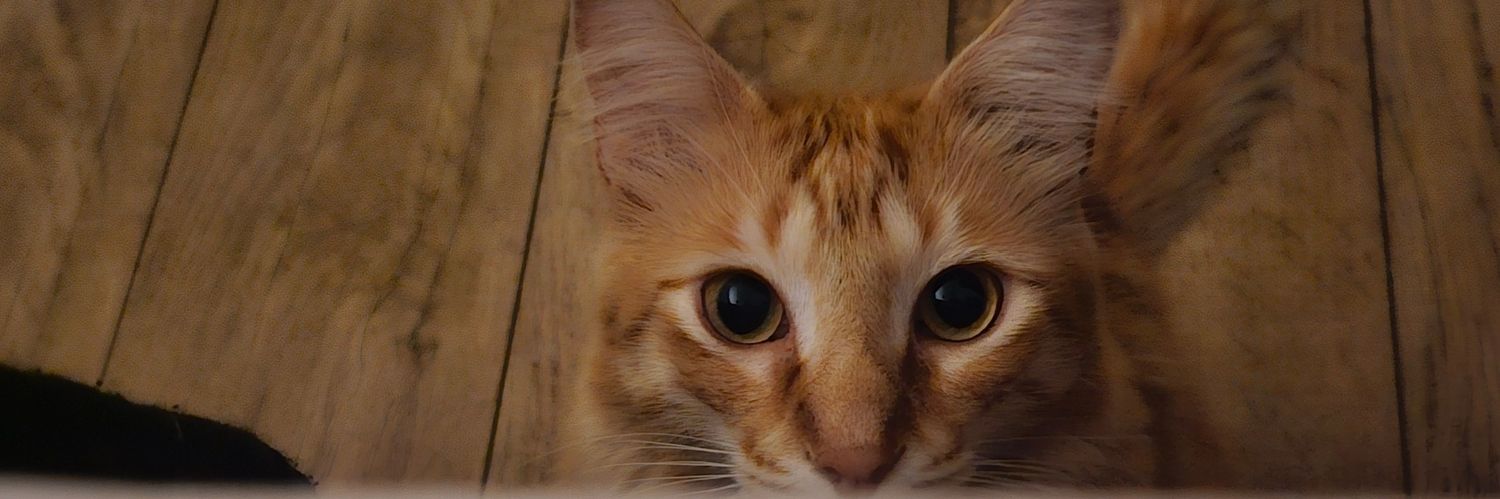 Marilia Del Nero banner