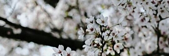 firalicious's profile banner image