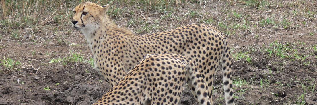 SafariTravela's profile banner image