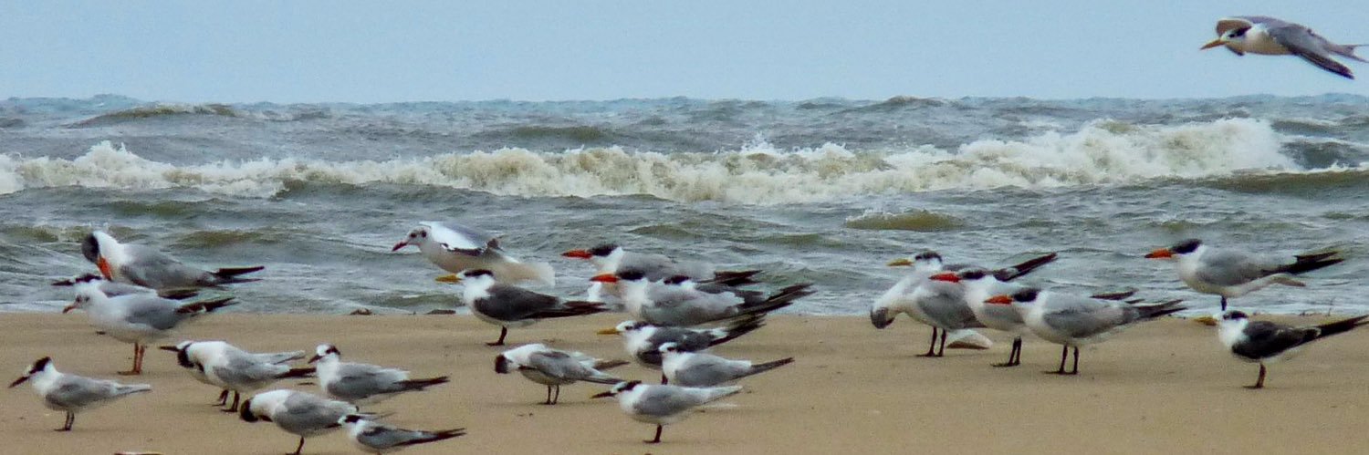 Beej 🇮🇳🌳🦩🐘🎸 banner