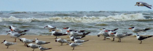 bijoyv Profile Banner