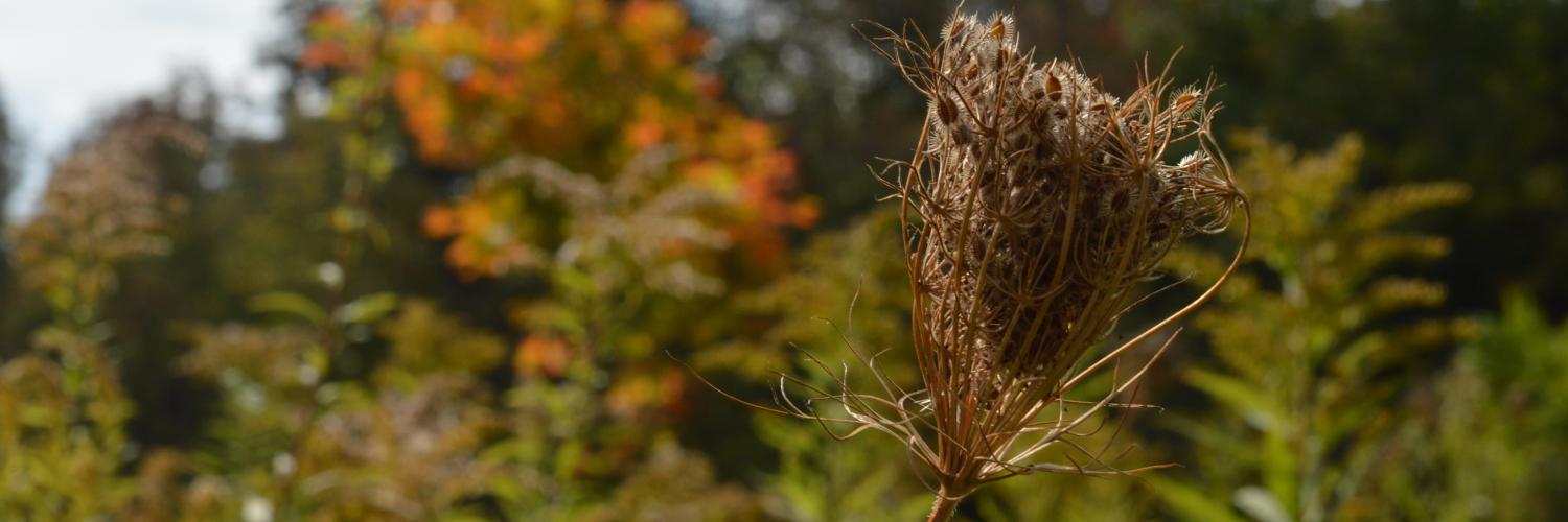 polystemic's profile banner image