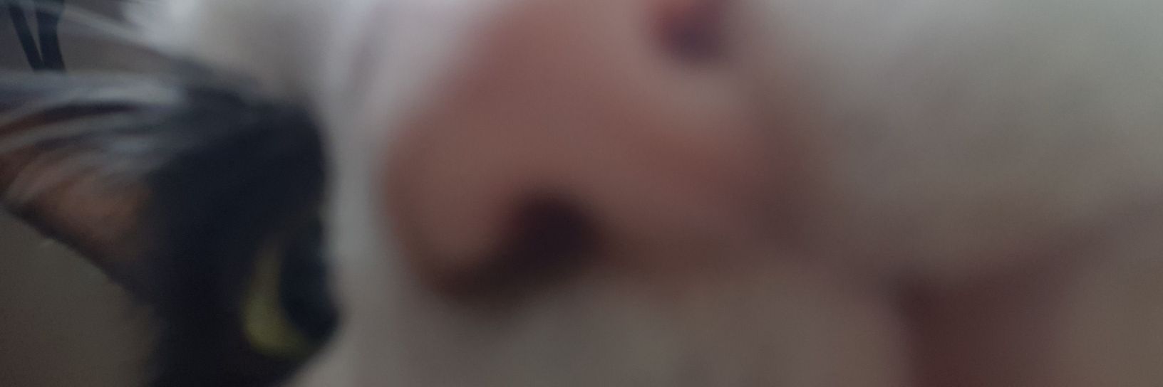 JessicaXDiamond's profile banner image