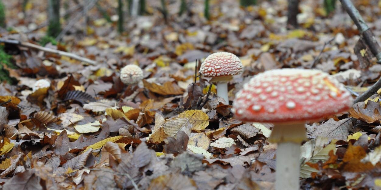 Bushcraft Magazine banner