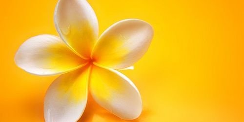 yadicakes's profile banner image