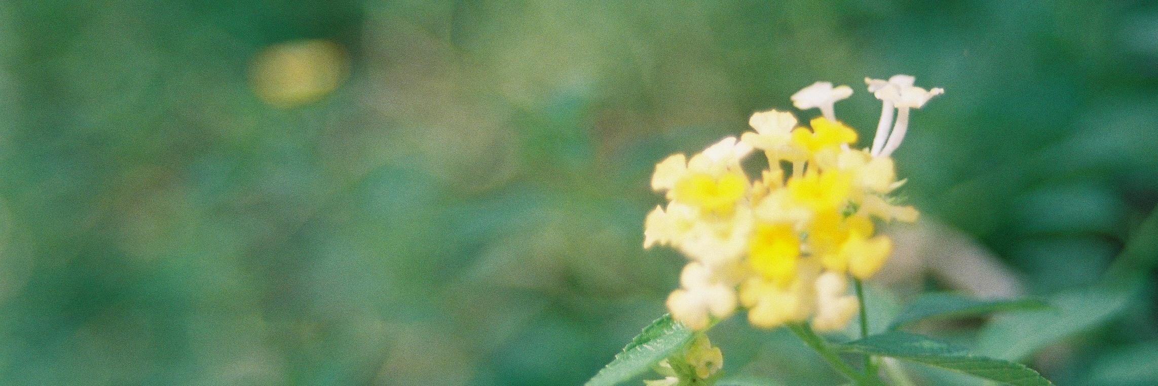 Olive is Happy. banner
