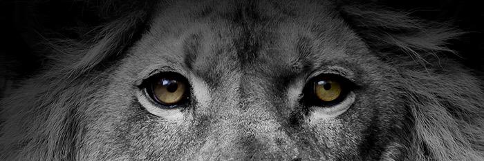 Notaüsgang banner