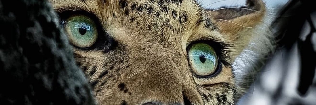 marcal_thayssa's profile banner image