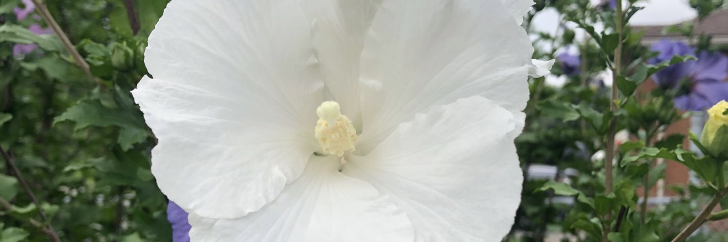 corinne_wh's profile banner image