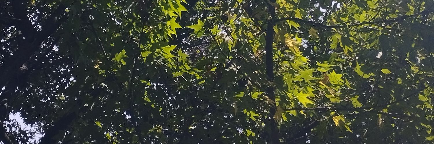 danromerg's profile banner image