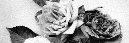 MalouBadLong's profile banner image