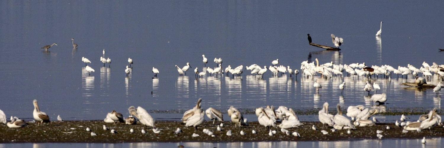 Birdwingeu's profile banner image