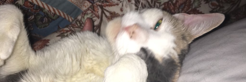 LexyMalloy's profile banner image