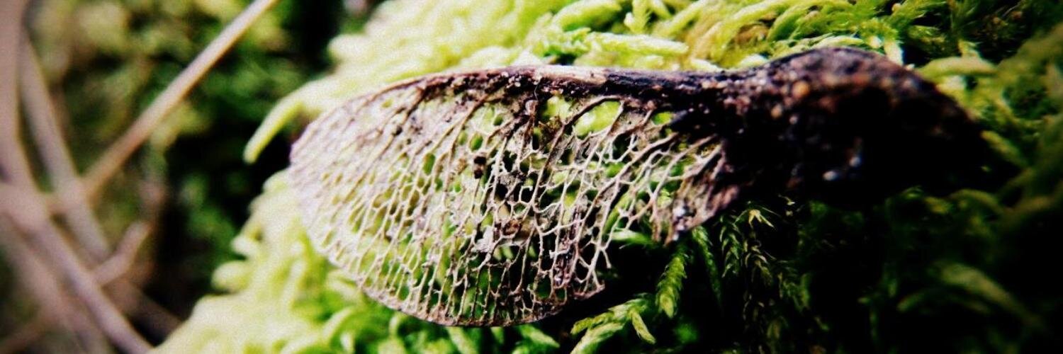 Alktis_'s profile banner image
