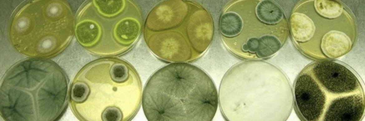 king baby ⋆｡°✩ banner