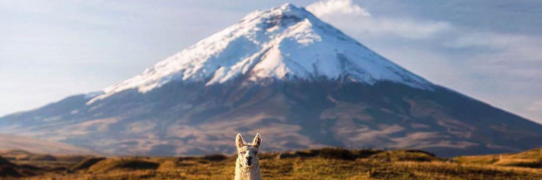 Jaime Falquez 🇪🇨🇺🇸🇮🇱 banner