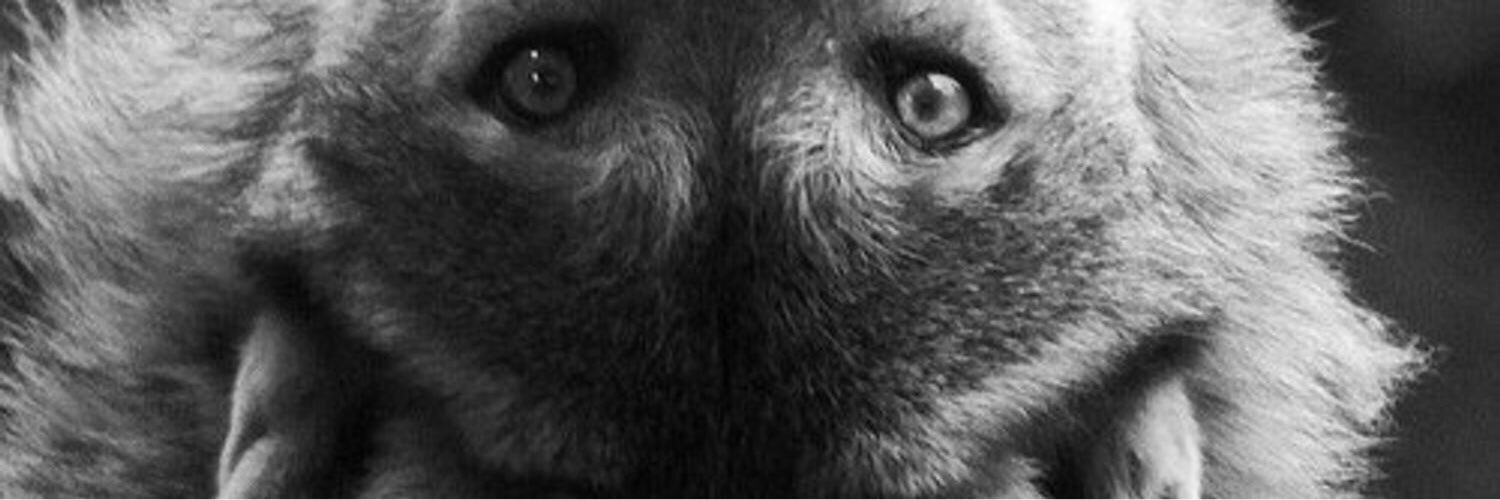 carolinash8's profile banner image
