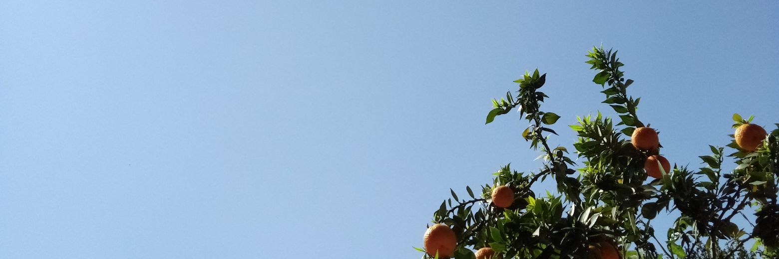 tinantonicelli's profile banner image