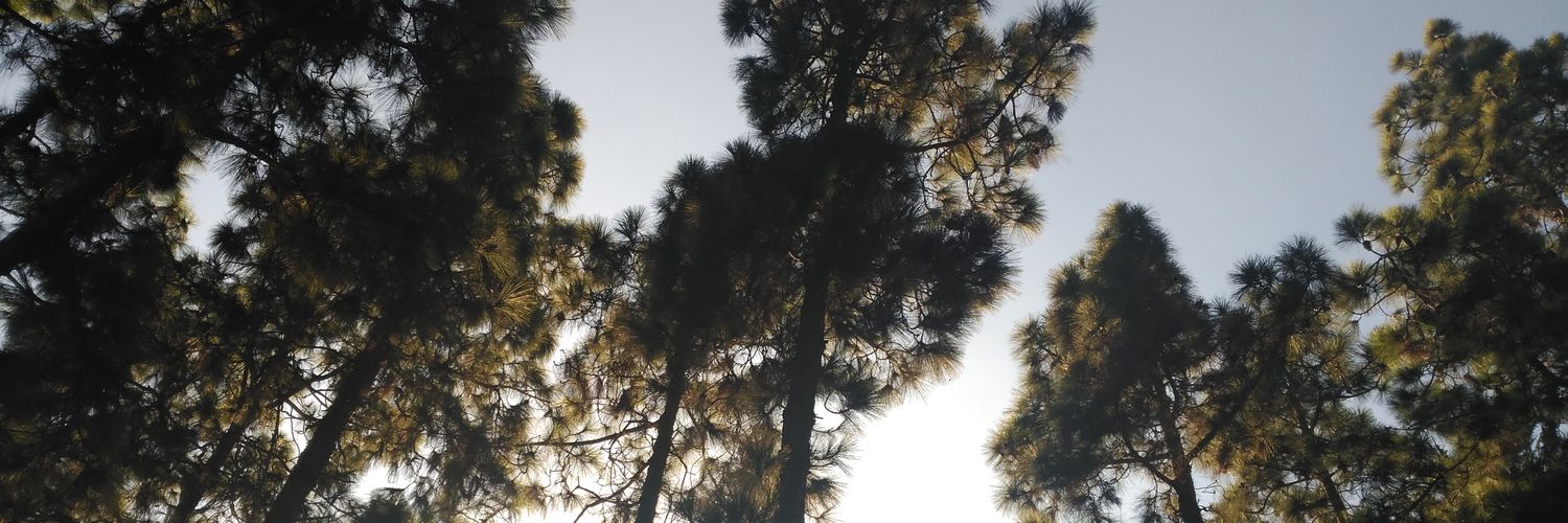 Bea Pérez. 🌼 banner