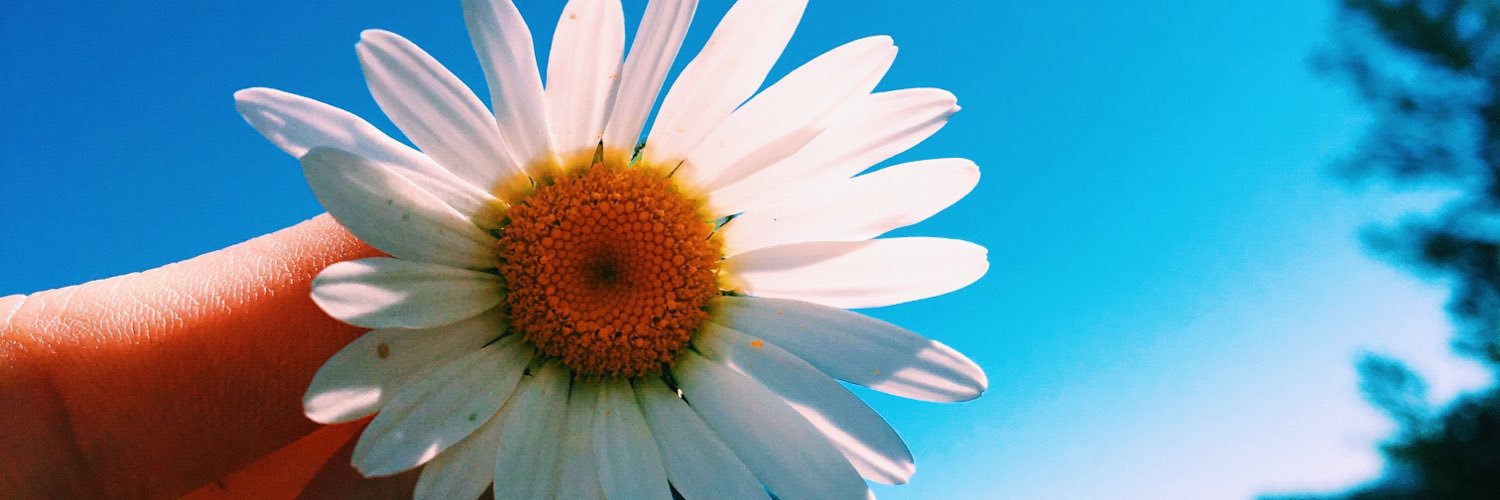 caarolmacedo_'s profile banner image