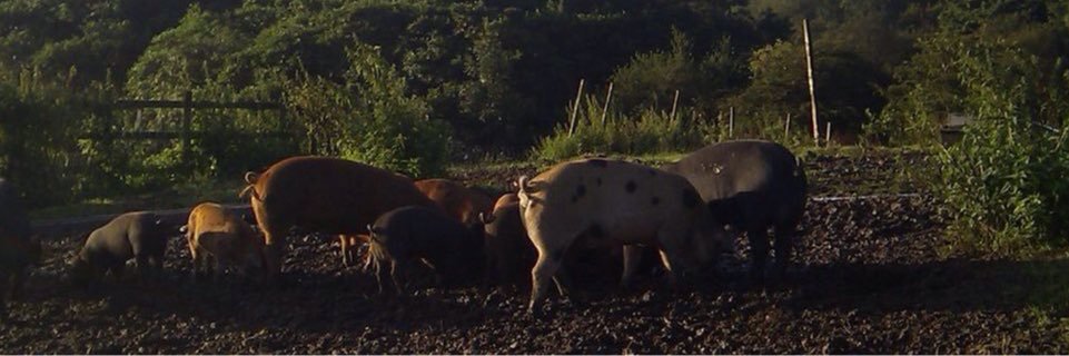 DerbyNFood's profile banner image