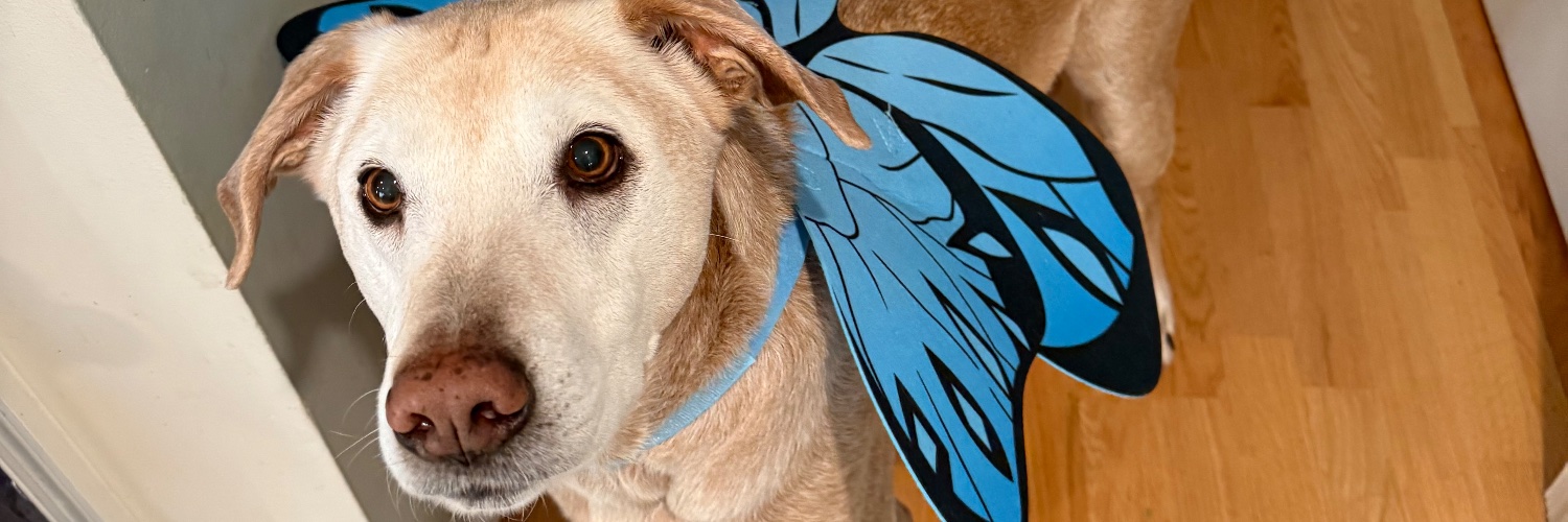 KatieKrulock's profile banner image