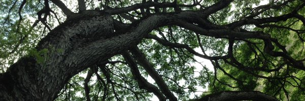 yafshar Profile Banner