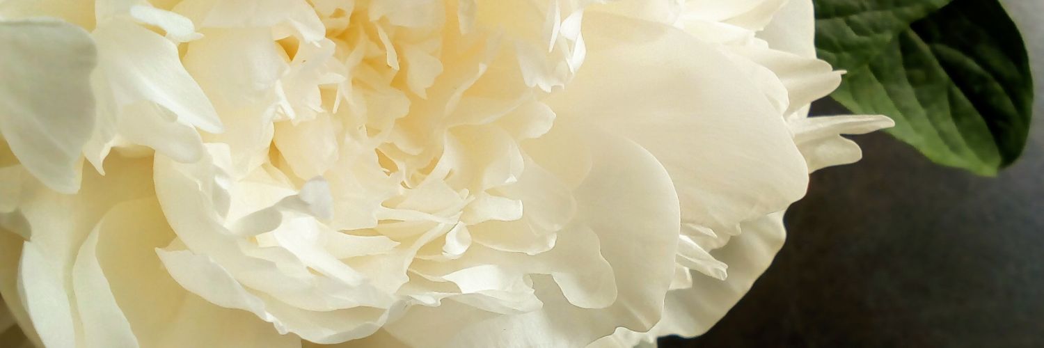 kamitanin's profile banner image