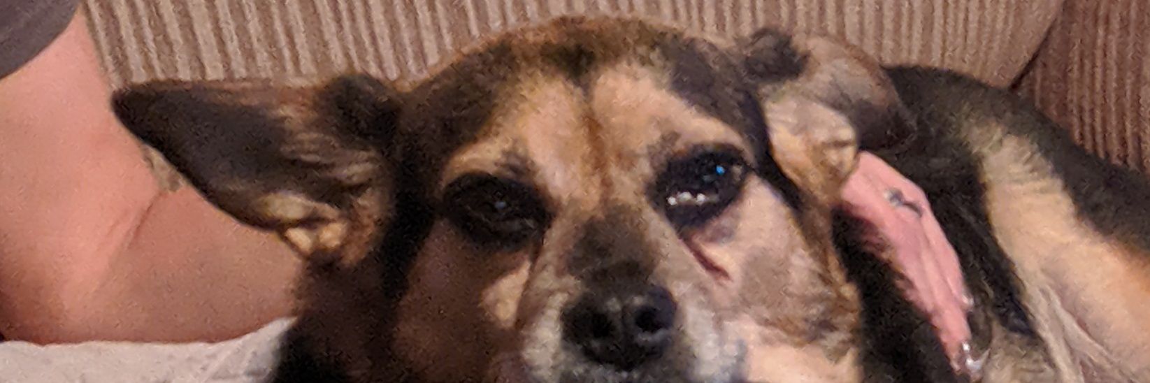 Anthony Wayne banner