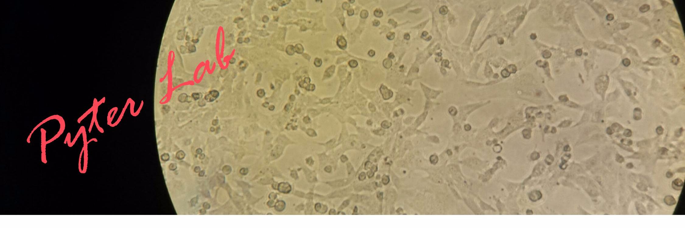 Pyter Lab 👩🏻‍🔬📊📋 banner