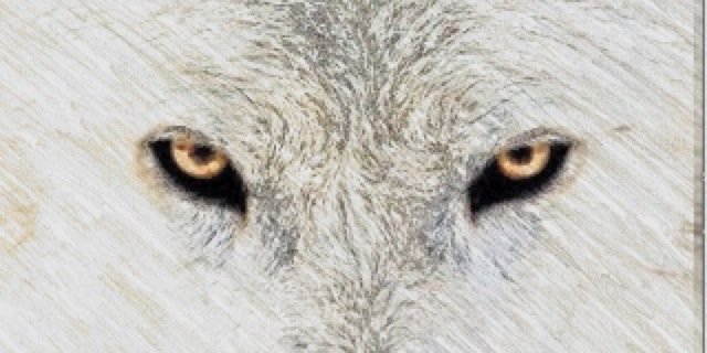 AlphaWolfMaggie's profile banner image